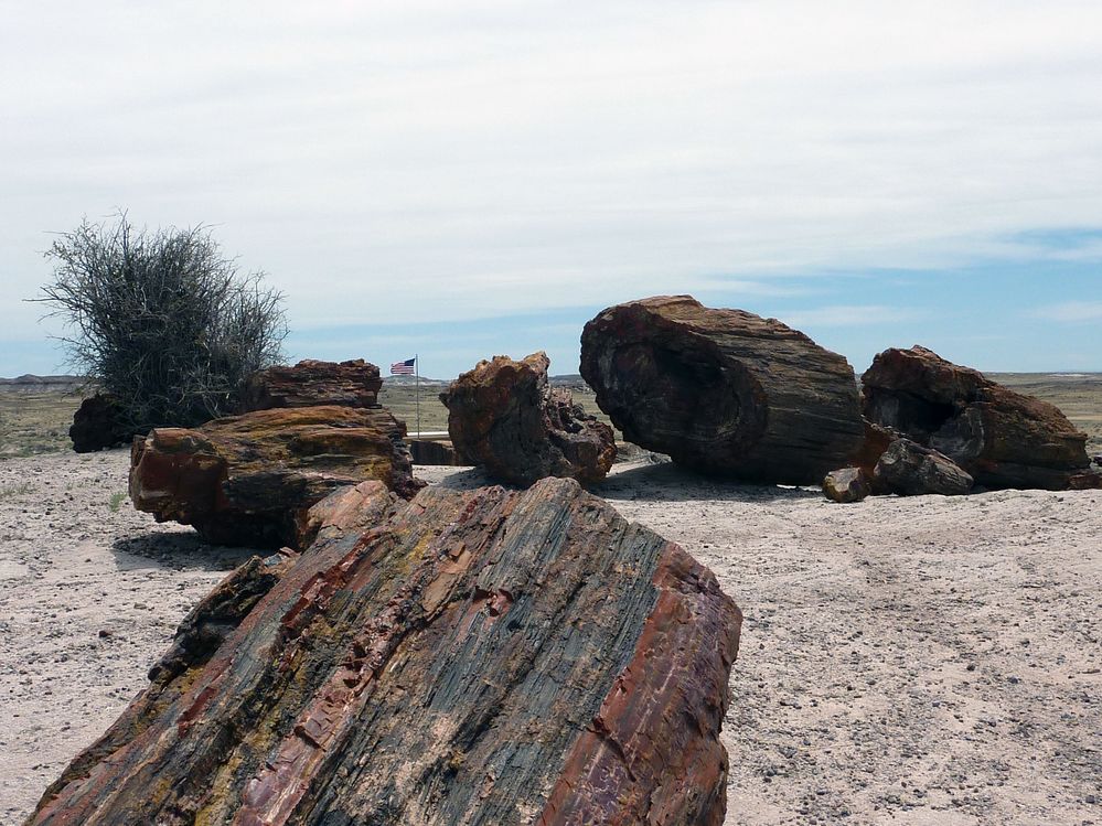 Giant logs FP (5).JPG